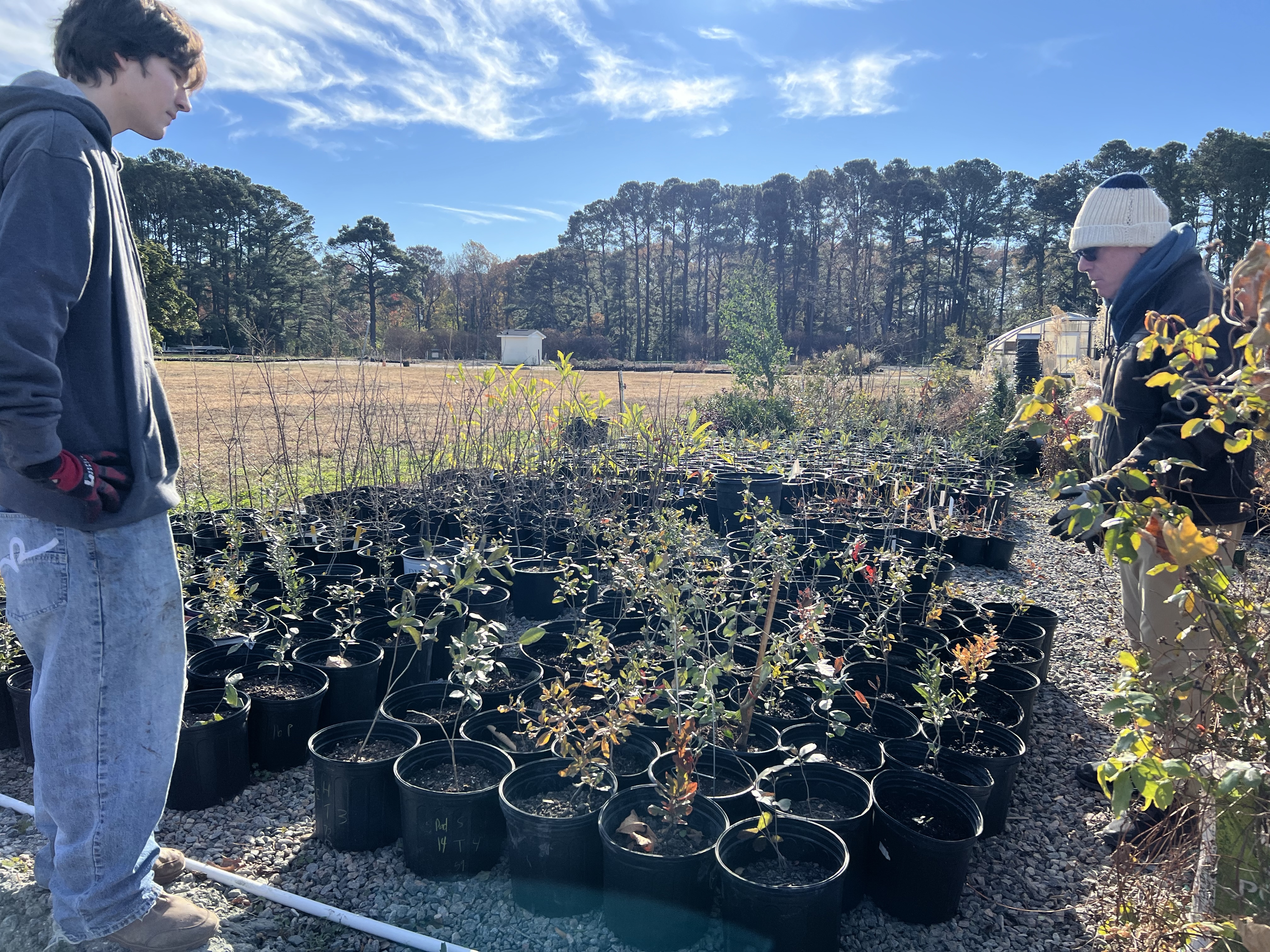 HOW TO PLANT A LIVE OAK TREE SAPLING – Friends of Live Oaks